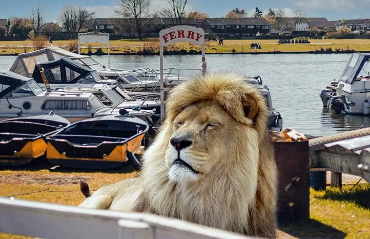 lion ferry - Devenports Estate Agents